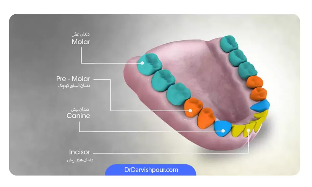 عکس انواع دندان ها و نامشان