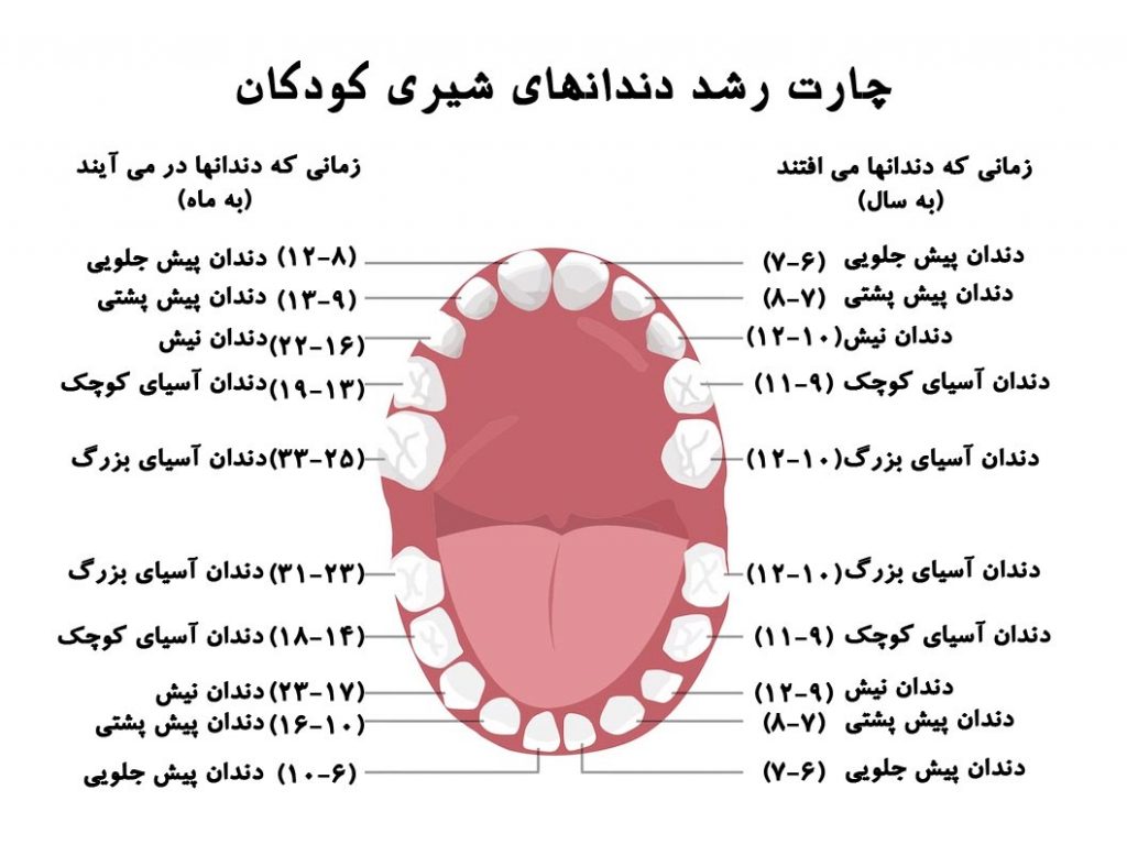 رویش دندان دائمی بعد از شیری