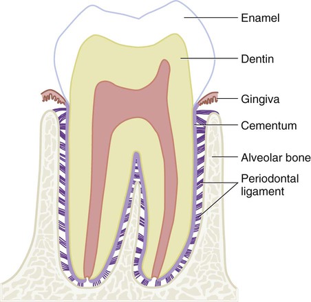 حرکت دندان ها در ارتودنسی