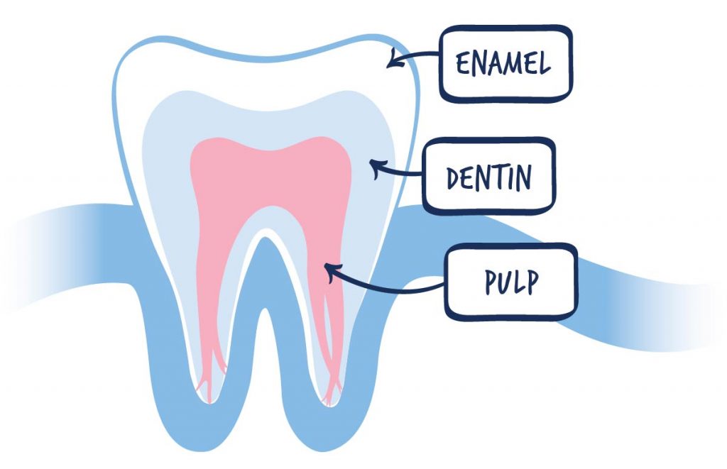 تصویر شماتیک لایه های دندانی شامل پالپ