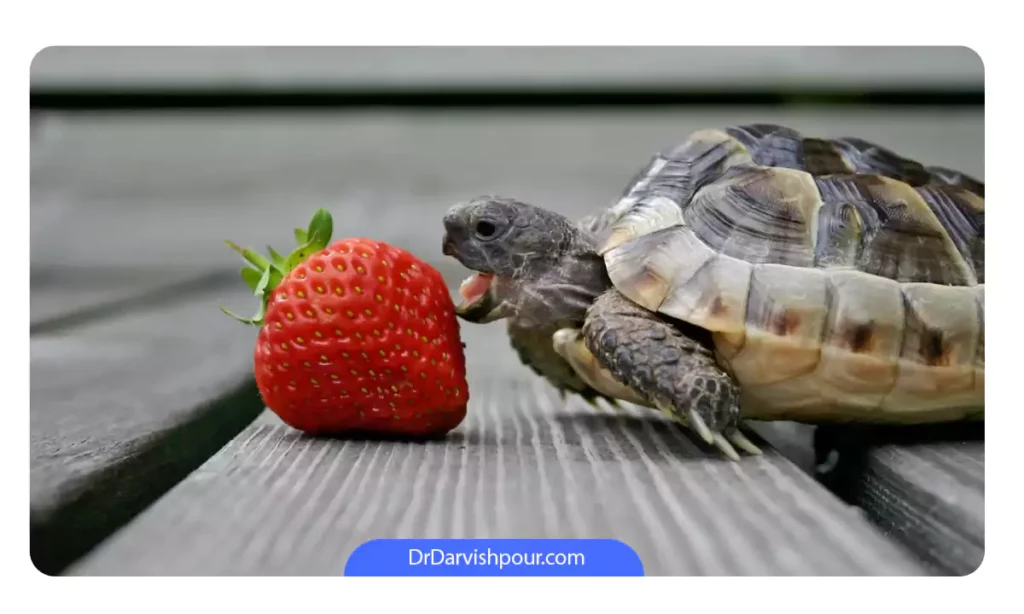 تصویر یک لاکپشت که در حال گاز زدن یک توت فرنگی کوچک است