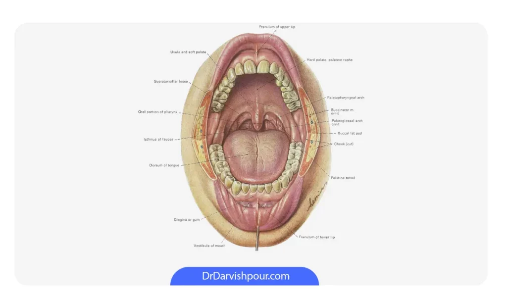 عکس آناتومی دهان  و دندان