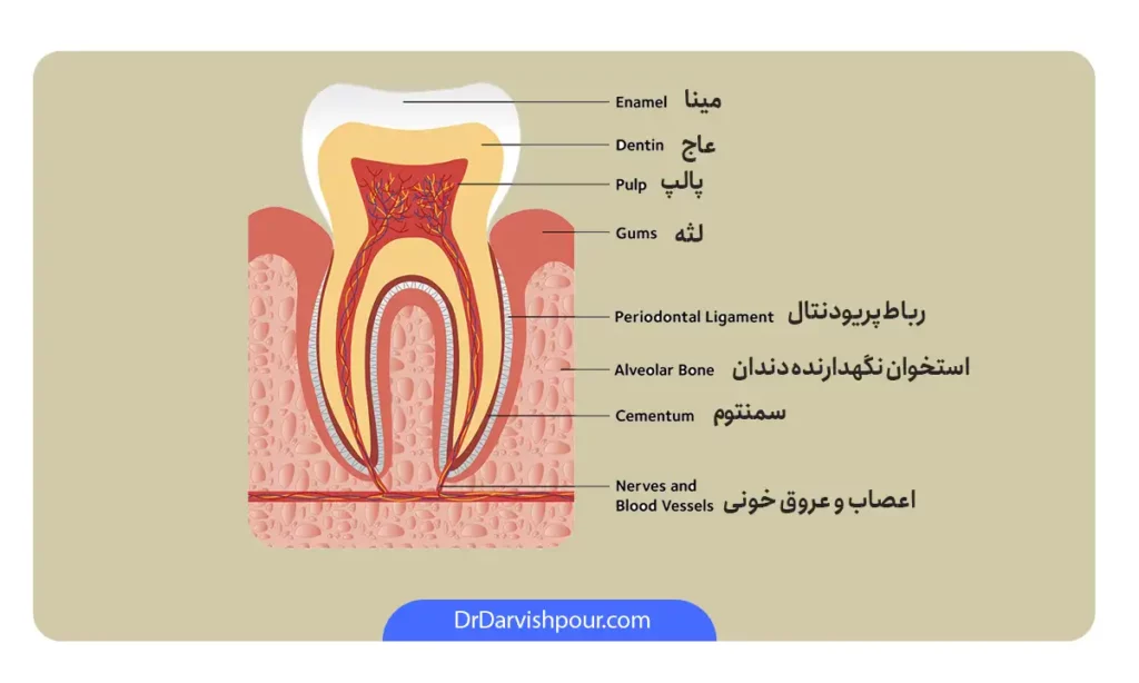 آناتومی بخش های مختلف دندان به ویژه بخش پالپ