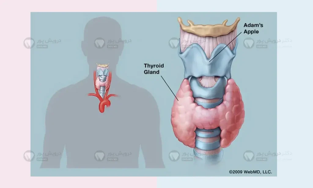 آناتومی تیرویید
