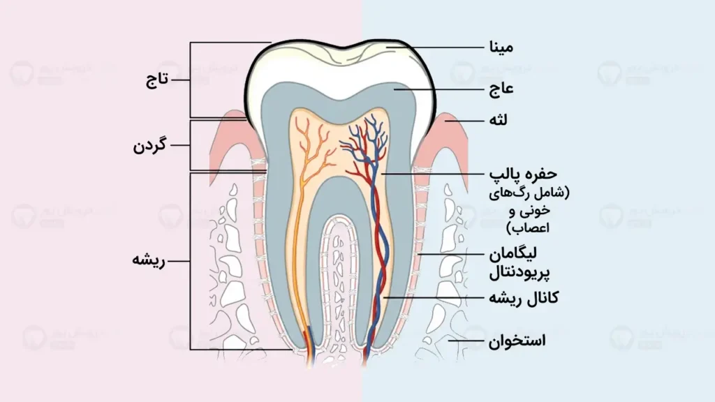 آناتومی دندان