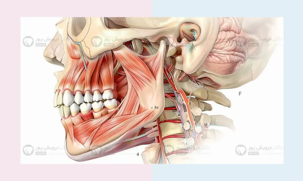 آناتومی استخوان فک انسان