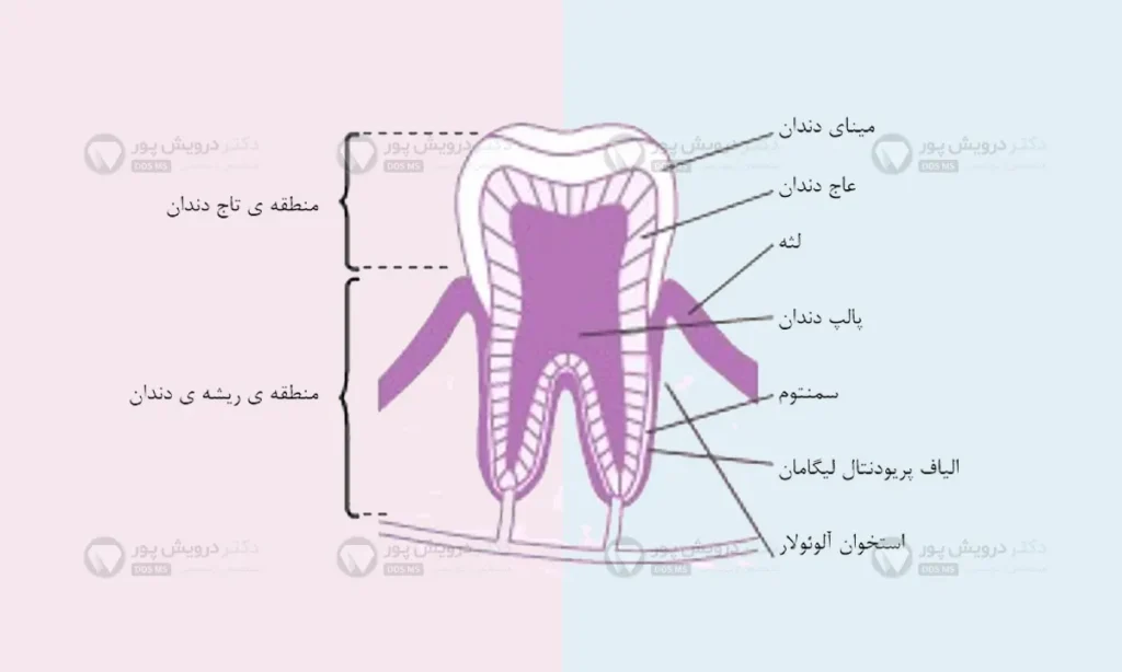 لیگامان پریودنتال