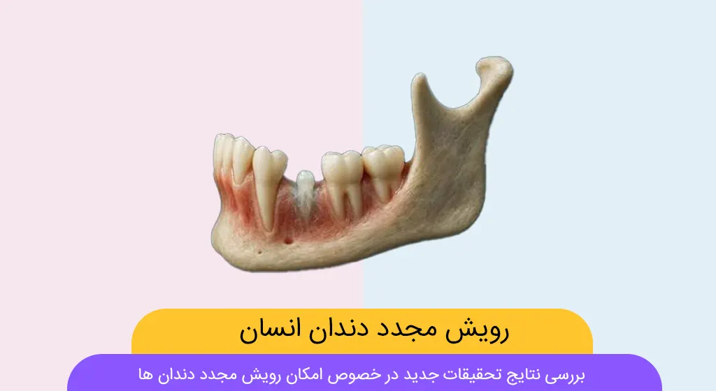 رویش مجدد دندان انسان شاخص